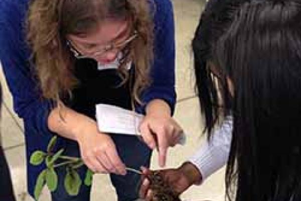 Staff and students investigate root nodules on soybean plants treated with beneficial bacteria. 