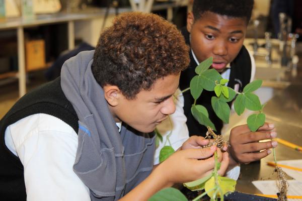 Student investigates a soybean plant grown from a seed treated with Rhizobium
