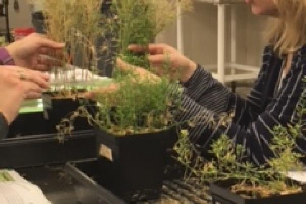 Teacher inspects the growth and size of plants