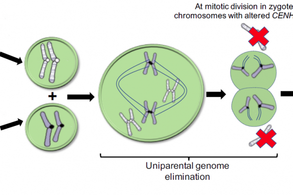 Genome Elimination