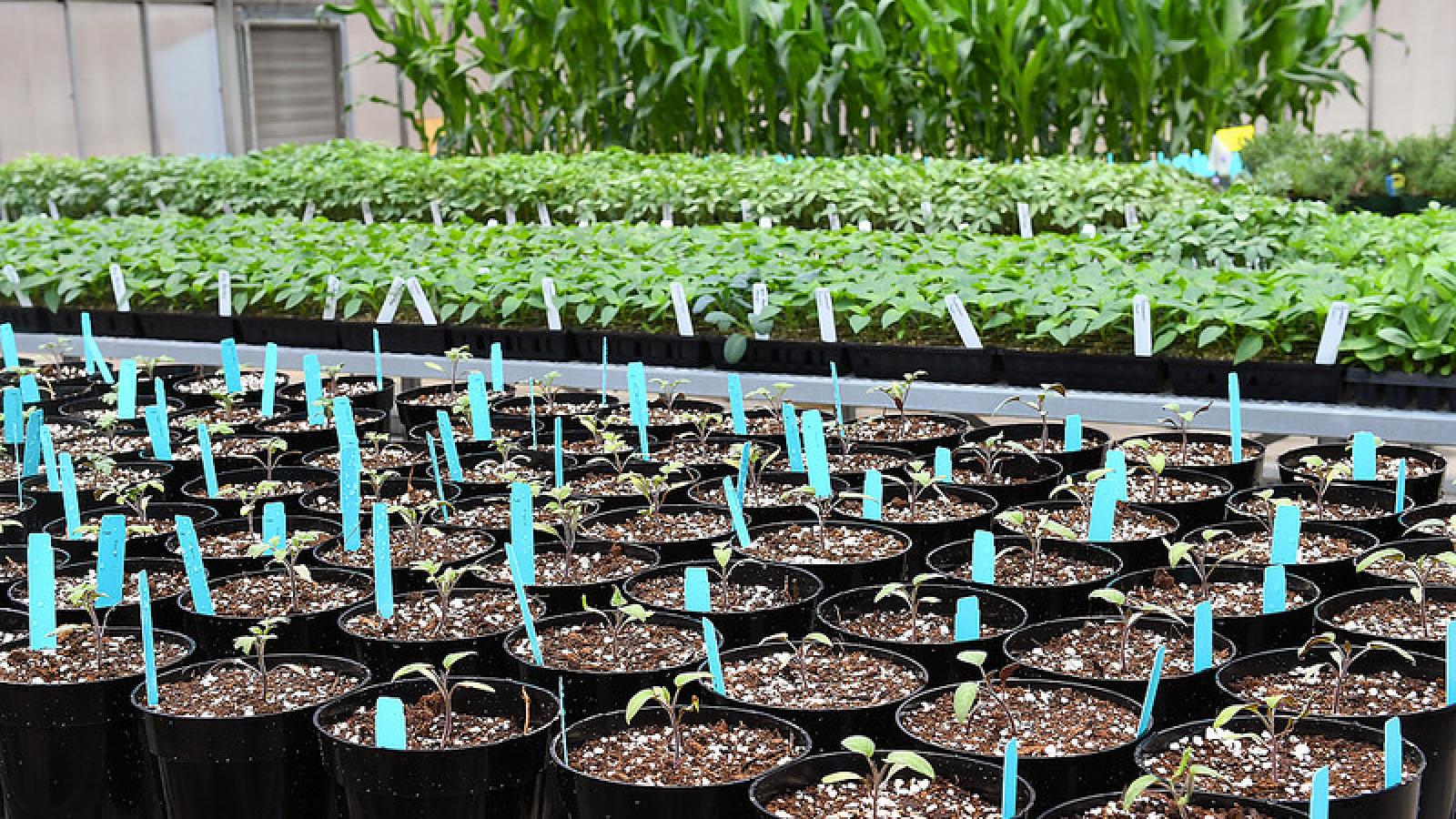 Seedlings growing in greenhouse