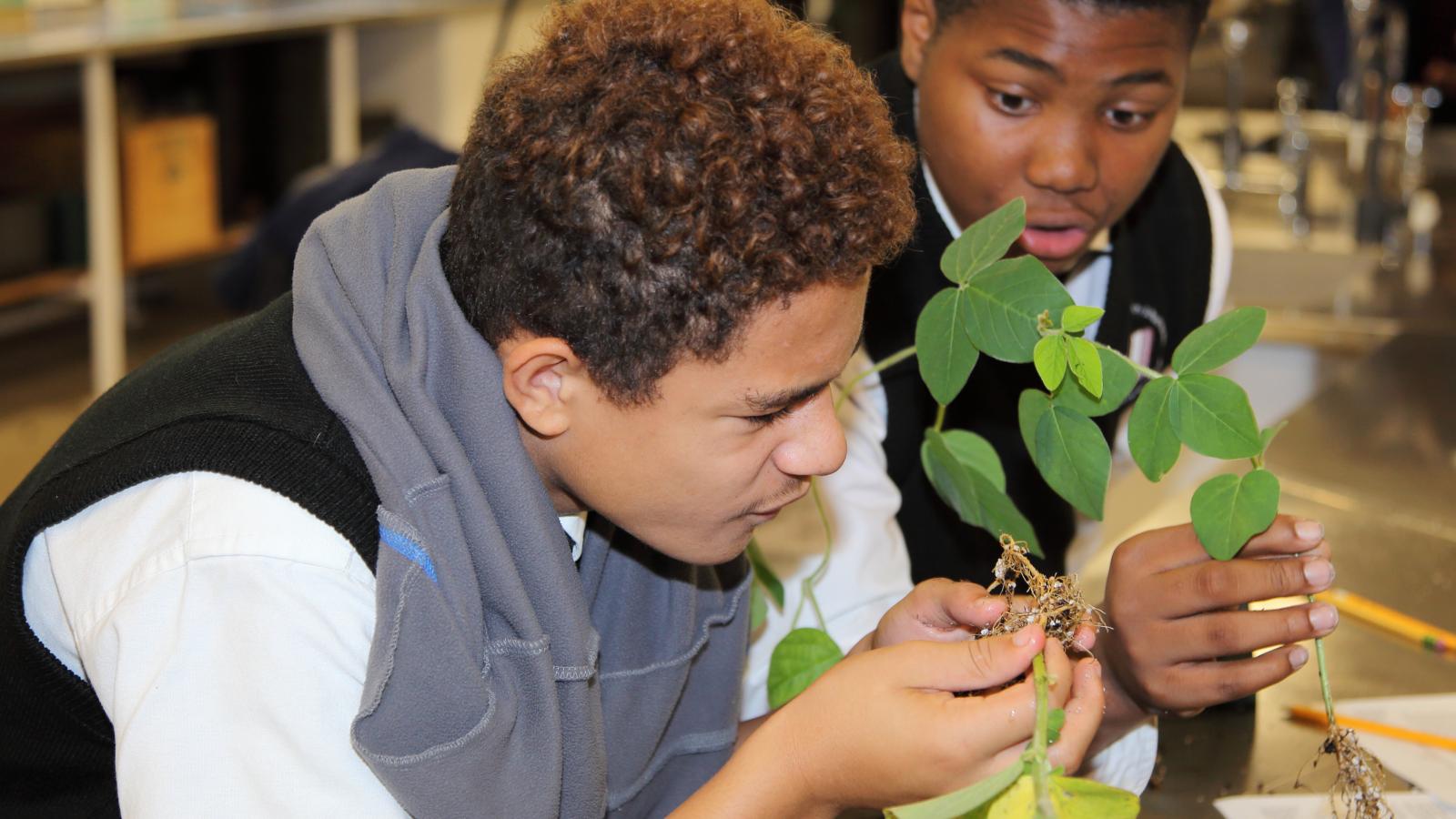 Students investigate a soybean plant grown from a seed treated with with beneficial bacteria